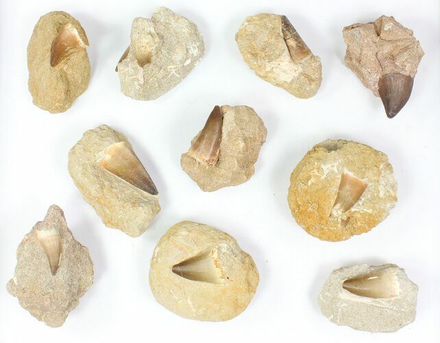 Lot: - Fossil Mosasaur Teeth In Rock - Pieces #77163